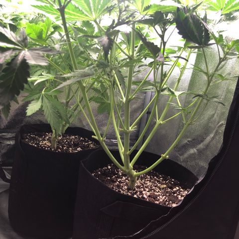 Automatic Jack growlog timeline photo