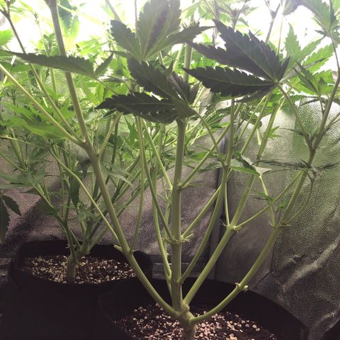 Automatic Jack growlog timeline photo