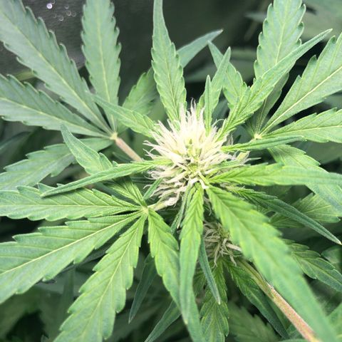 Automatic Jack growlog timeline photo
