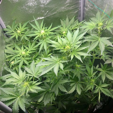 Automatic Jack growlog timeline photo