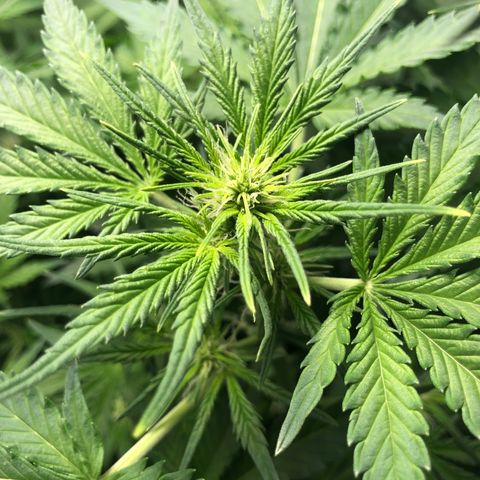 Automatic Jack growlog timeline photo