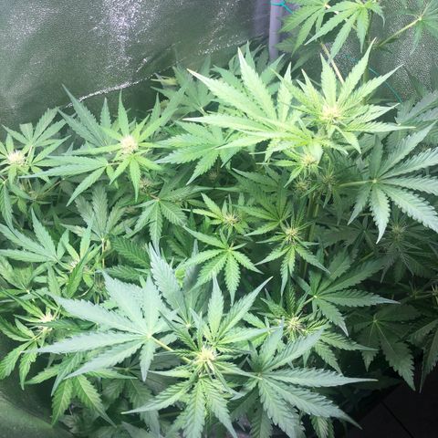 Automatic Jack growlog timeline photo
