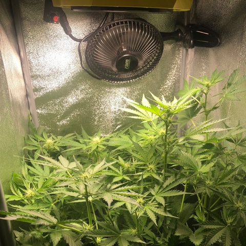 Automatic Jack growlog timeline photo