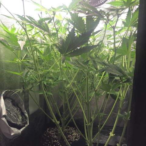 Automatic Jack growlog timeline photo
