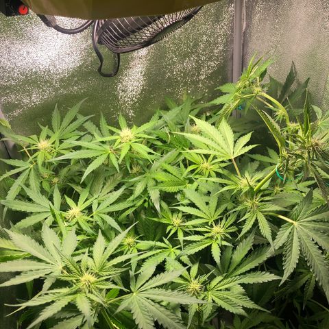 Automatic Jack growlog timeline photo