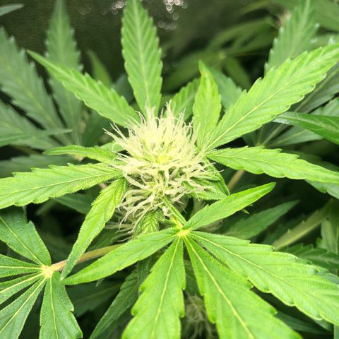 Automatic Jack growlog timeline photo