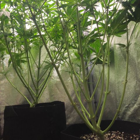 Automatic Jack growlog timeline photo