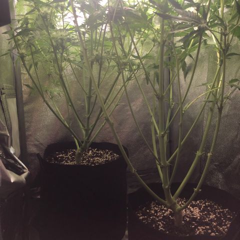 Automatic Jack growlog timeline photo