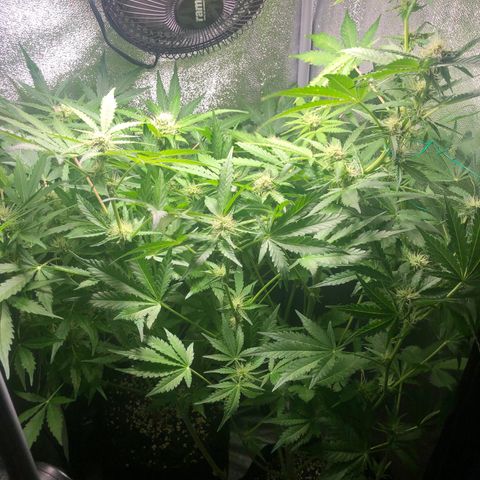 Automatic Jack growlog timeline photo