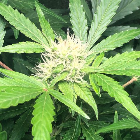 Automatic Jack growlog timeline photo
