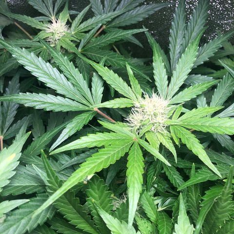 Automatic Jack growlog timeline photo