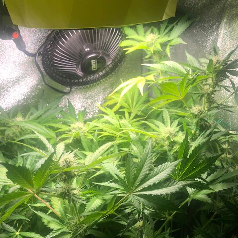 Automatic Jack growlog timeline photo