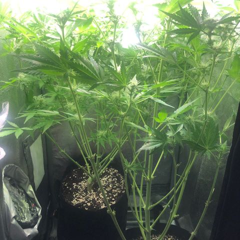 Automatic Jack growlog timeline photo