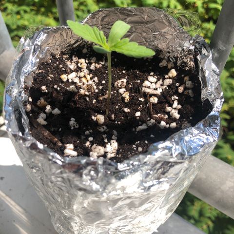 Automatic Jack growlog timeline photo