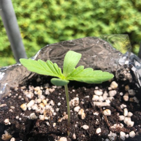 Automatic Jack growlog timeline photo