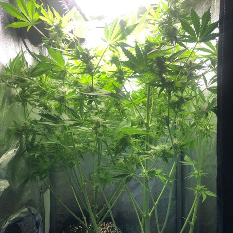 Automatic Jack growlog timeline photo