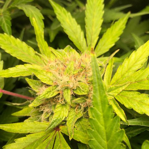 Automatic Jack growlog timeline photo