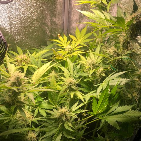 Automatic Jack growlog timeline photo