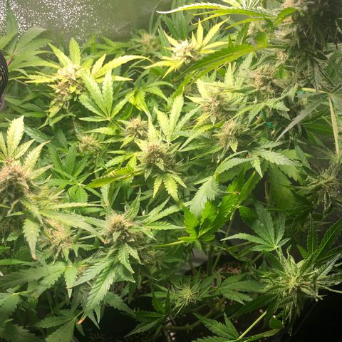 Automatic Jack growlog timeline photo