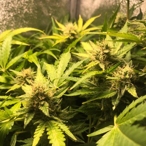 Automatic Jack growlog timeline photo