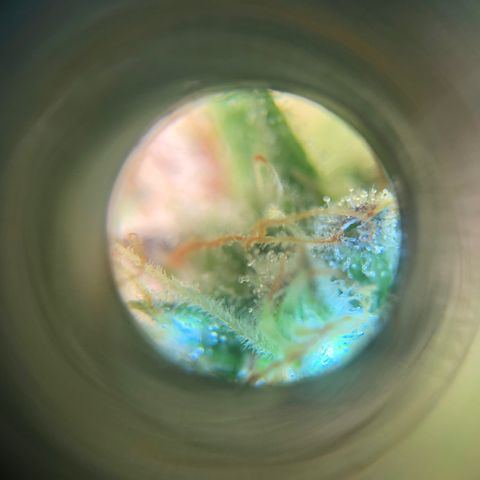 Automatic Jack growlog timeline photo