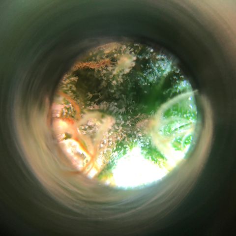 Automatic Jack growlog timeline photo