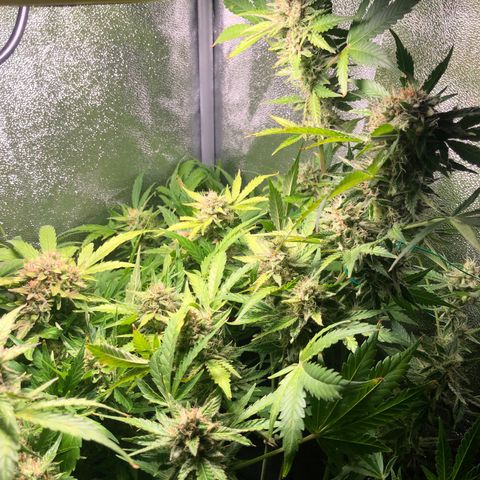 Automatic Jack growlog timeline photo