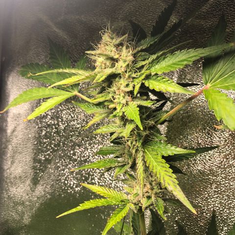 Automatic Jack growlog timeline photo