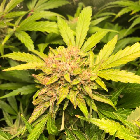 Automatic Jack growlog timeline photo