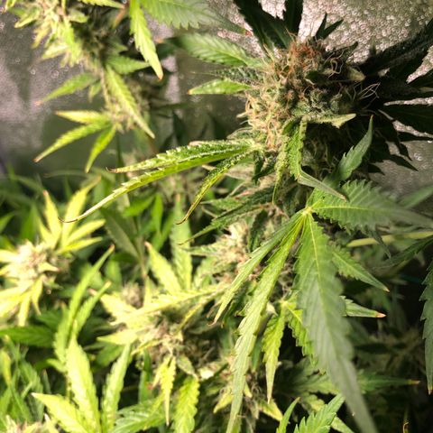 Automatic Jack growlog timeline photo