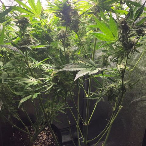 Automatic Jack growlog timeline photo
