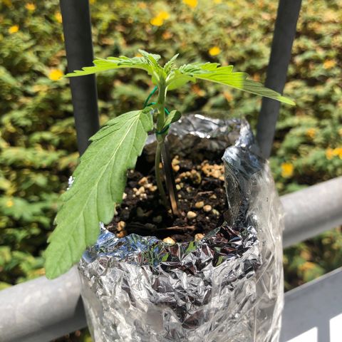 Automatic Jack growlog timeline photo