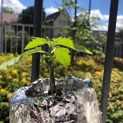 Automatic Jack growlog timeline photo