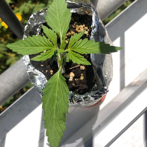Automatic Jack growlog timeline photo