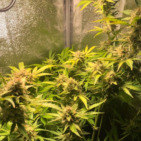 Automatic Jack growlog timeline photo