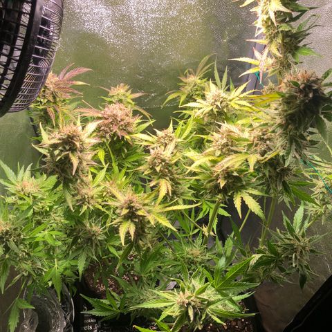 Automatic Jack growlog timeline photo