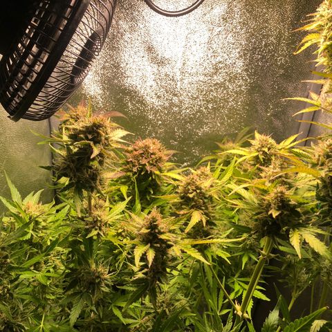 Automatic Jack growlog timeline photo