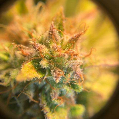 Automatic Jack growlog timeline photo
