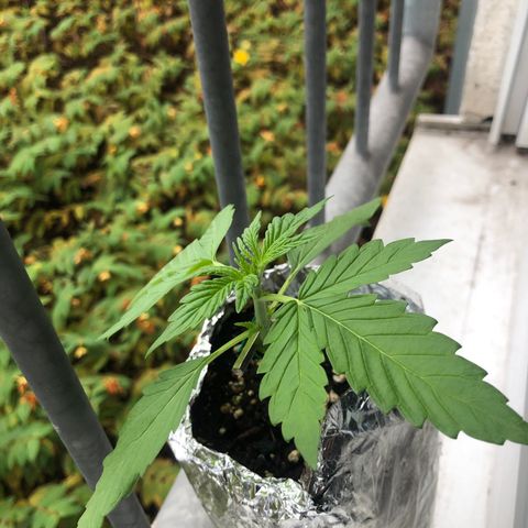 Automatic Jack growlog timeline photo
