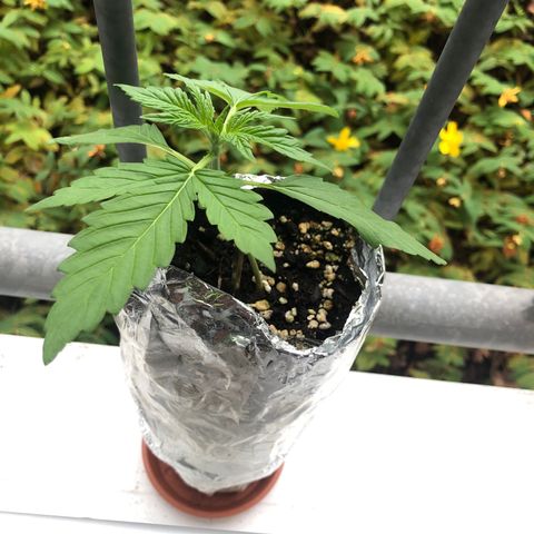 Automatic Jack growlog timeline photo