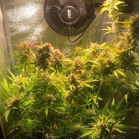 Automatic Jack growlog timeline photo