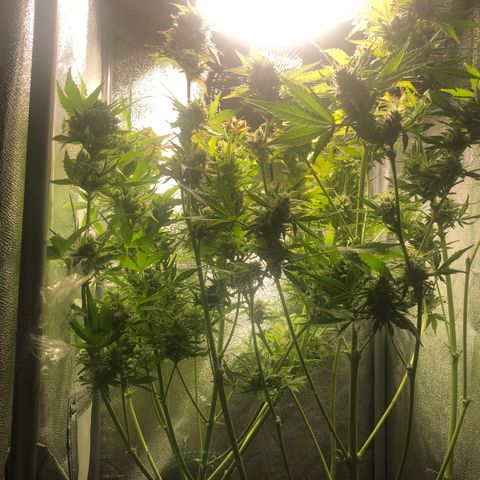 Automatic Jack growlog timeline photo