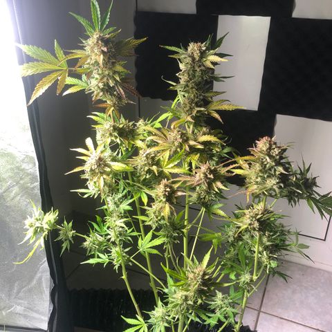 Automatic Jack growlog timeline photo