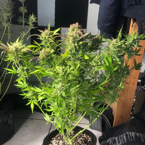 Automatic Jack growlog timeline photo