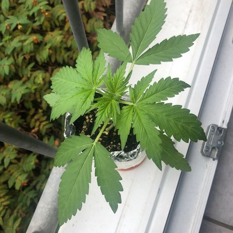 Automatic Jack growlog timeline photo