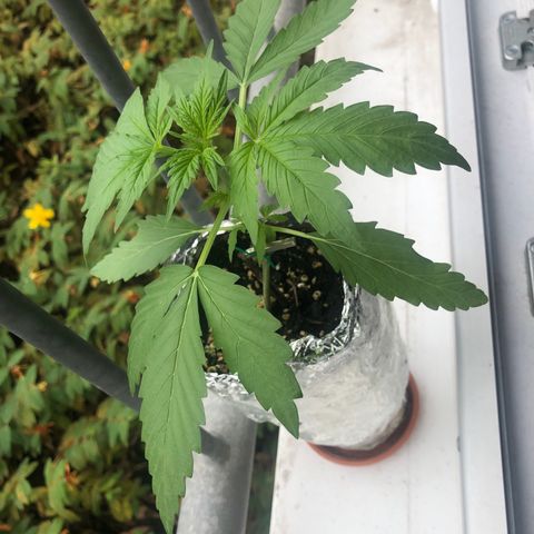 Automatic Jack growlog timeline photo