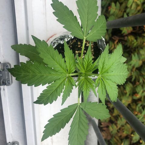 Automatic Jack growlog timeline photo