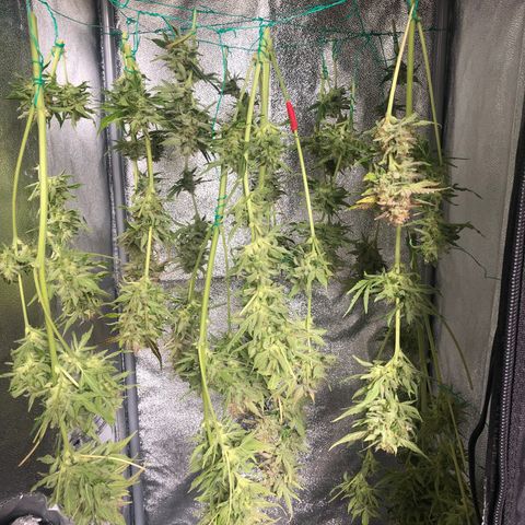 Automatic Jack growlog timeline photo