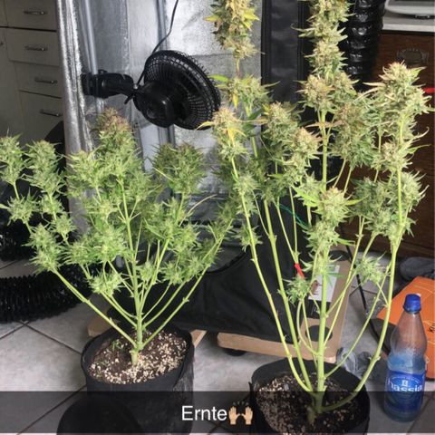 Automatic Jack growlog timeline photo