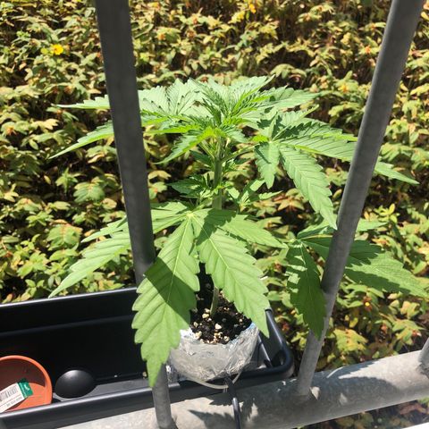 Automatic Jack growlog timeline photo